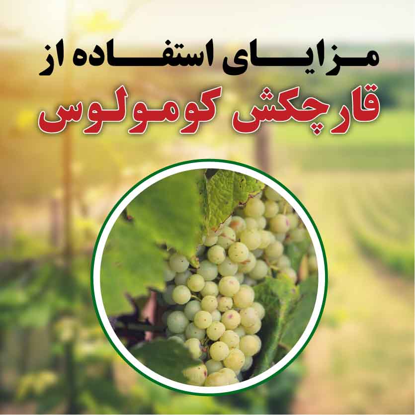 Benefits of Kumulus fungicide